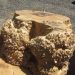 Burl Wood