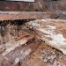 Different Types of Wood Rot